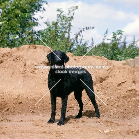 ch darelyn rifleman, curly coat retriever standing in a sand pit