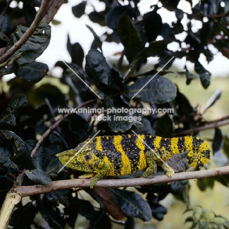 wild chameleon, green and yellow in this photograph