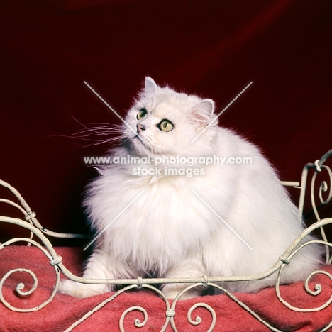 chinchilla cat sitting on a cushion