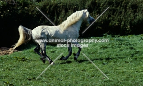 Connemara pony cantering across field