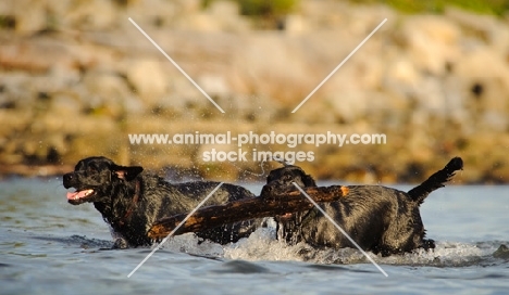 two black Labrador Retrievers in water