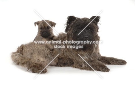 Cairn Terrier with puppy on white background
