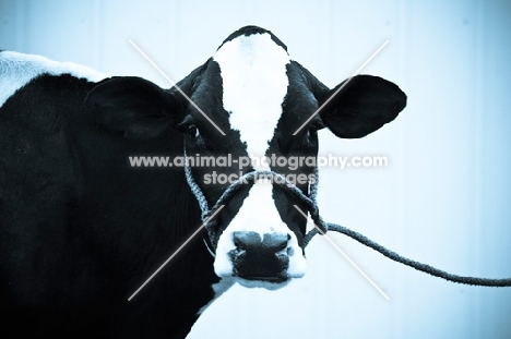 Holstein Friesian cow on lead