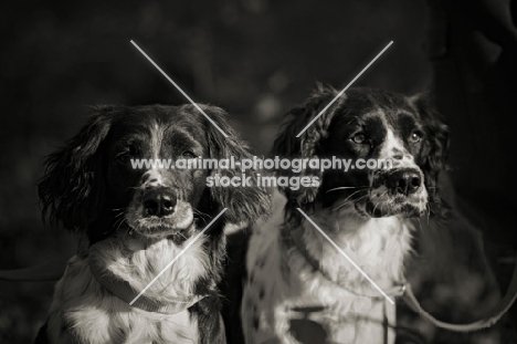 two english springer spaniel on a lead