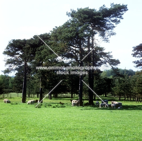 flock poll dorset cross ewes and lambs grazing among trees