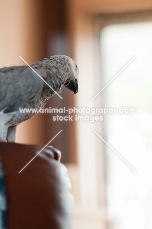 African Grey Parrot perched on leather chair