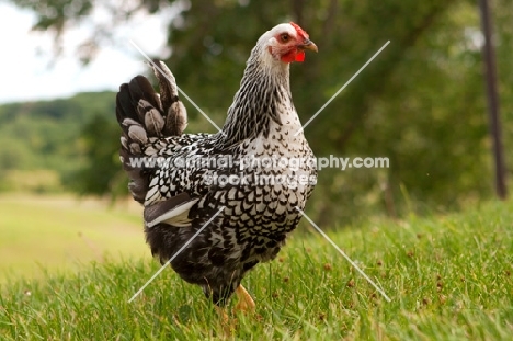 Silver Laced Wyandotte chicken hen walking in a green field.
