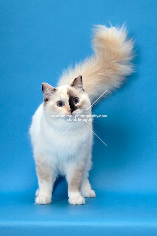 fluffy Ragdoll, Seal Tortie Point Mitted, tail up