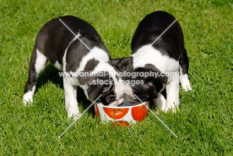 Boston Terrier puppies eating