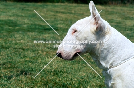 bull terrier head in profile