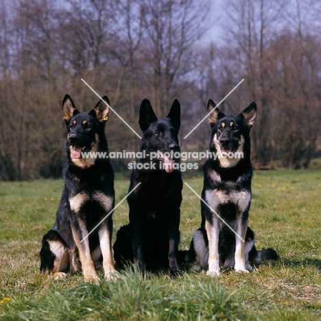 three german shepherd dogs  from rozavel kennels sitting together