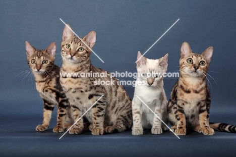 four Bengal kittens, front view