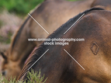 Exmoor Ponies grazing