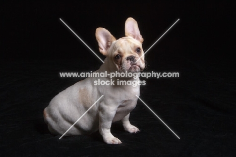 young French Bulldog sitting on black background