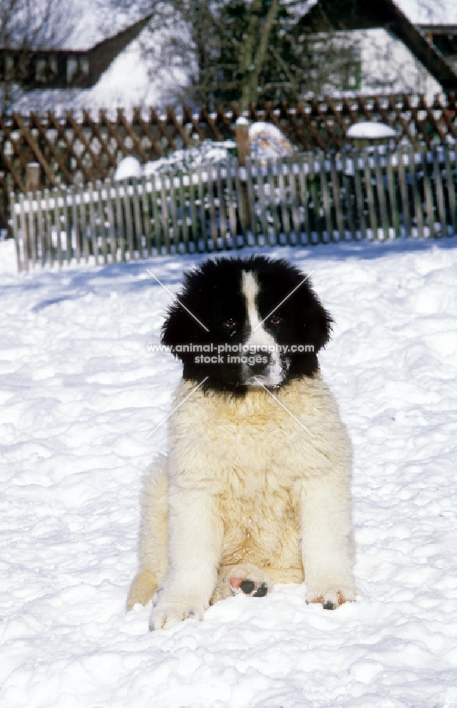 landseer puppy in snow