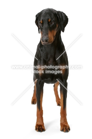 Australian Champion Dobermann, front view