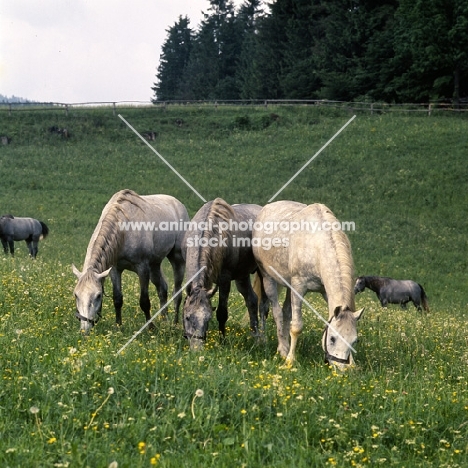 three Lipizzaner colts grazing together at piber