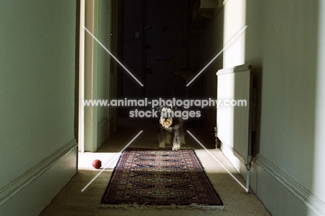 Schnauzer waiting in hallway, for ball to be thrown