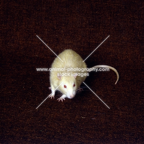 argente rat