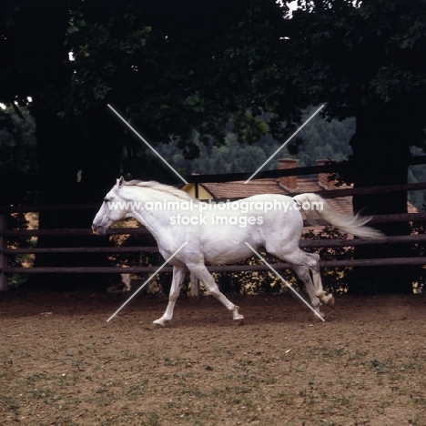 Pluto Alda, Lipizzaner stallion at piber