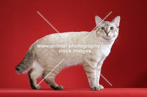 American Bobtail, side view on red background
