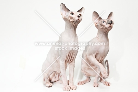 two Sphynx cats looking aside