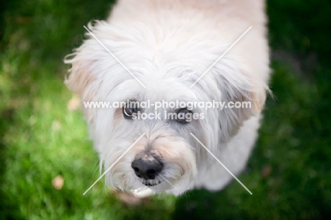close-up of wheaten terrier's face