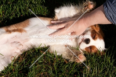 Cavalier King Charles Spaniel lying on back