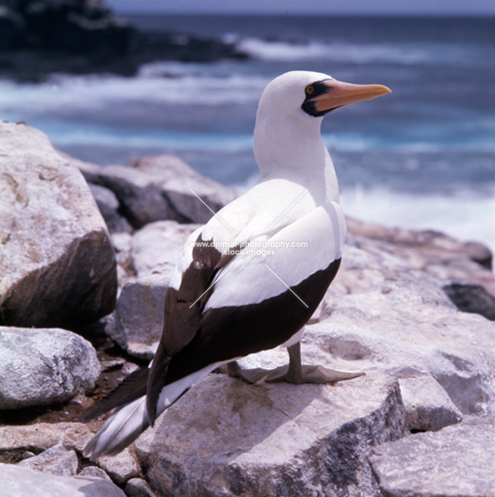 masked booby, close up, near the sea on hood island, galapagos islands