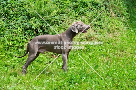 Weimaraner standing on grass