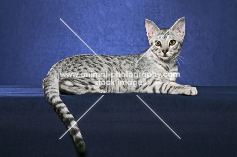 Ocicat lying on blue background