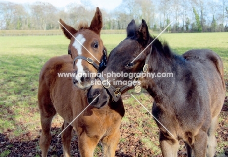 two thoroughbred foals in green field