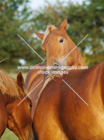 three Suffolk Punches together