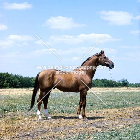 Chimkent, Budyonny stallion near Rostov on Don full body ,