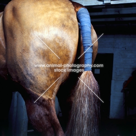 tail bandage on a horse