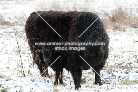 black galloway calf and cow in winter
