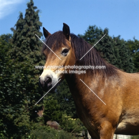 Exmoor pony portrait