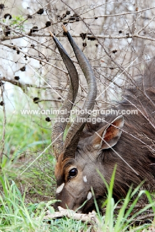 Nyala