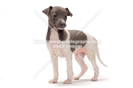 Italian Greyhound puppy