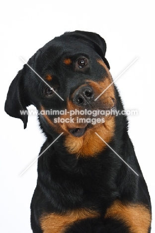 Rottweiler portrait, cut out option