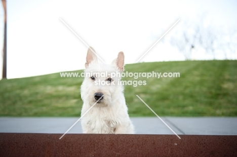 wheaten Scottish Terrier puppy sitting on sidewalk in park