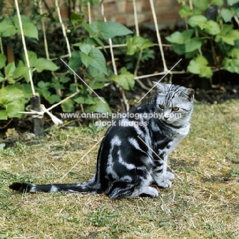 ch lowenhaus fingal, silver tabby cat 