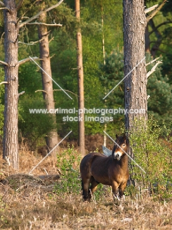 Exmoor Pony, standing in forest