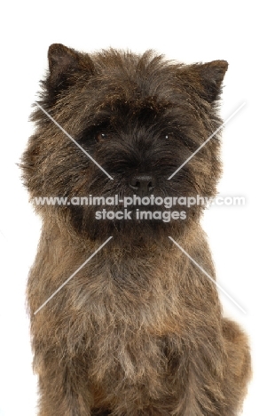 Cairn Terrier portrait on white background