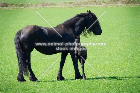 Friesian mare with her foal