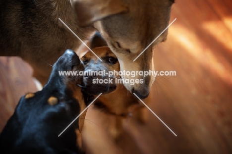 two dogs greet a puppy on a hardwood floor