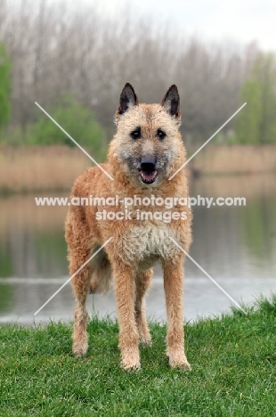 Laekenois (Belgian Shepherd)