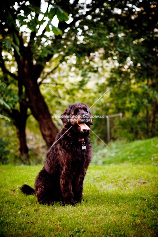 labradoodle sitting in park