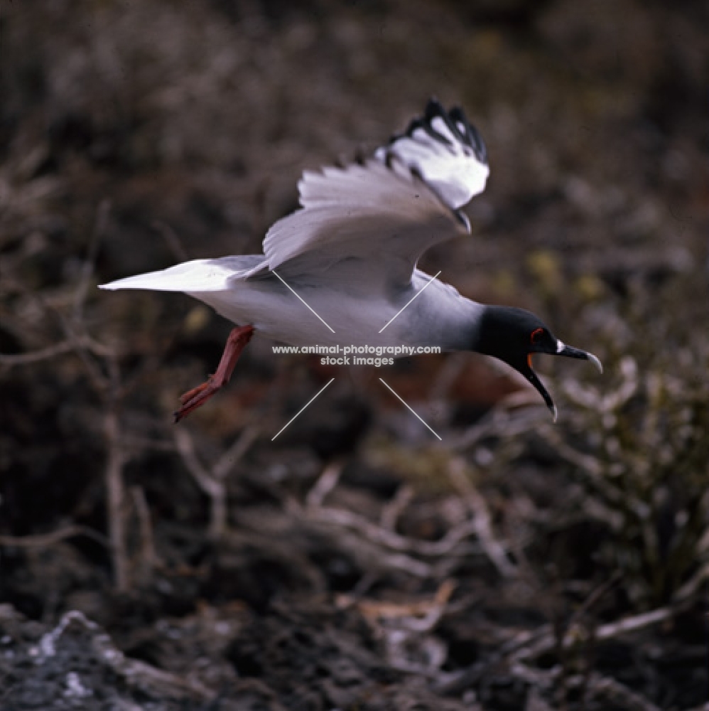 swallow-tailed gull flying, raising alarm, champion island, galapagos islands