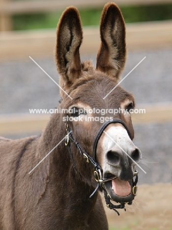 Donkey, mouth open